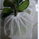 Túi bọc trái cây